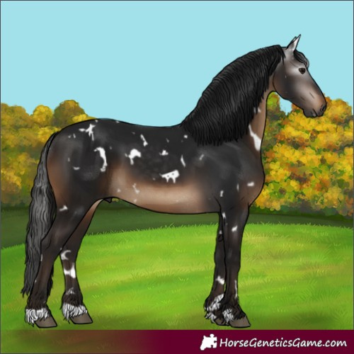 Horse Color:Gray White Spotted Brown 