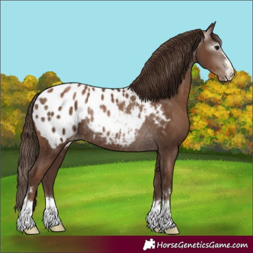 Horse Color:Gray Black Pearl Appaloosa Rabicano 