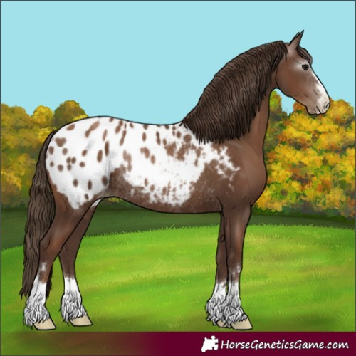 Horse Color:Gray Black Pearl Appaloosa Rabicano 