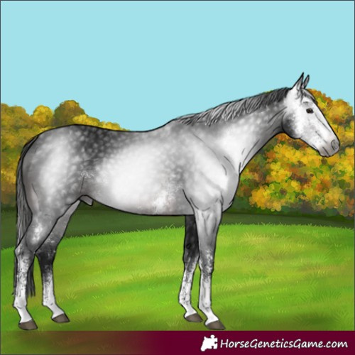 Horse Color:Gray Brown Sabino Rabicano 