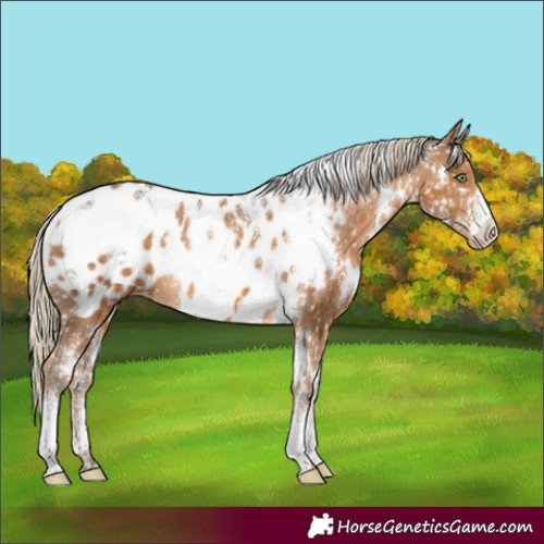 Horse Color:Powder White White Spotted Chocolate Palomino Appaloosa 