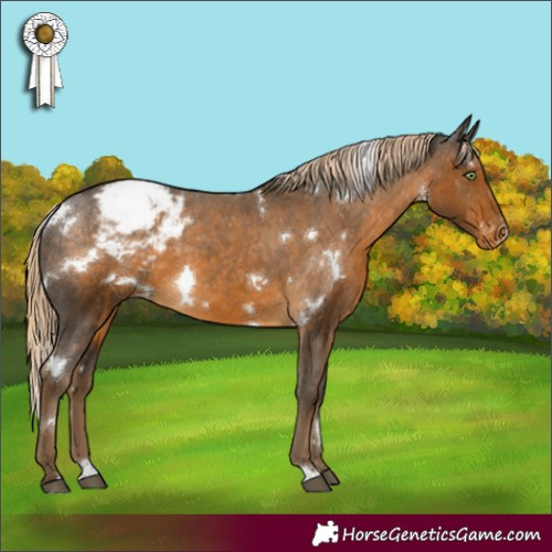 Horse Color:White Spotted Chocolate Palomino Appaloosa 