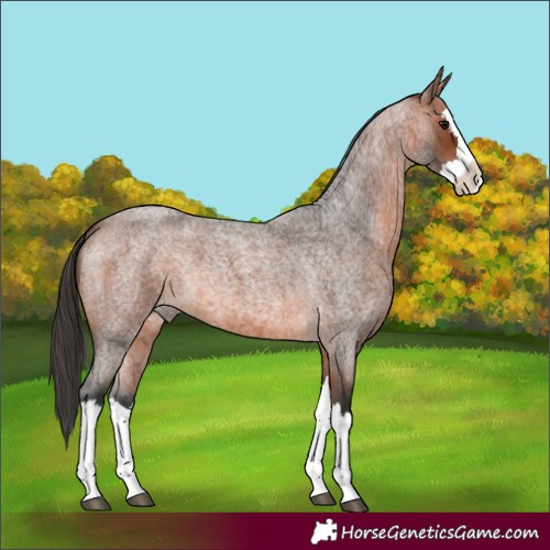 Horse Color:Unknown 