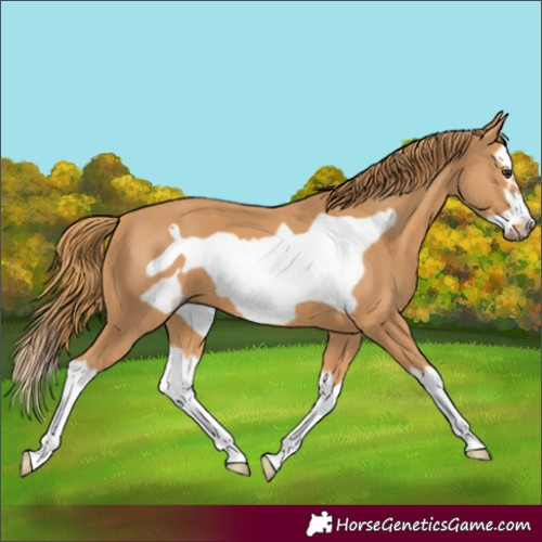 Horse Color:Chestnut Splash Frame 
