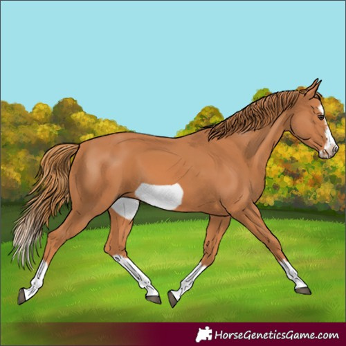 Horse Color:Chestnut Splash Frame 