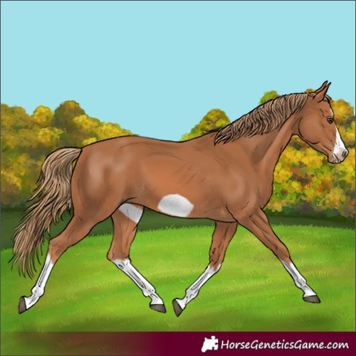 Horse Color:Chestnut Splash Frame 