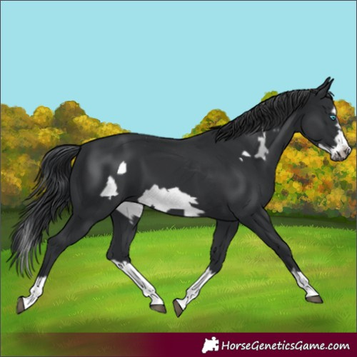 Horse Color:Black Splash Frame