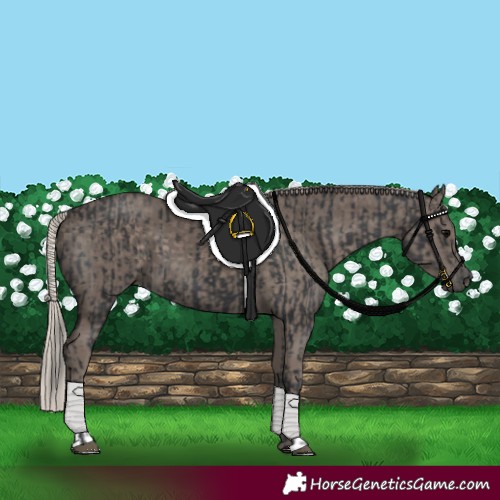 Horse Color:Black  and Silver Black 