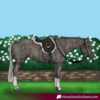 Horse Color:Black and Silver Black