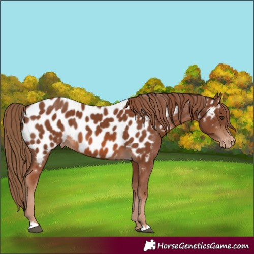 Horse Color:Chestnut Appaloosa 