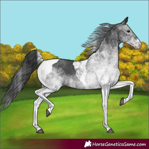 Horse Color:White Spotted Black Tobiano 