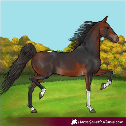 Horse Color:Bay Tobiano 