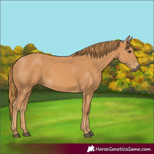 Horse Color:Chestnut Rabicano