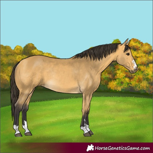 Horse Color:Buckskin Rabicano