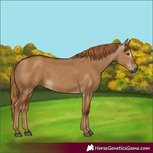 Horse Color:Gray Red Dun 