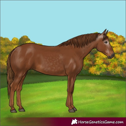 Horse Color:Gray Chestnut