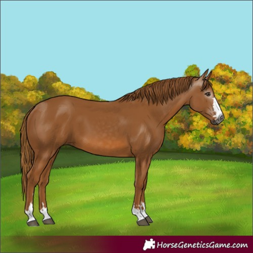 Horse Color:Gray Chestnut 