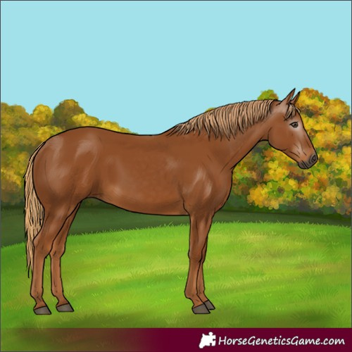 Horse Color:Gray Chestnut 