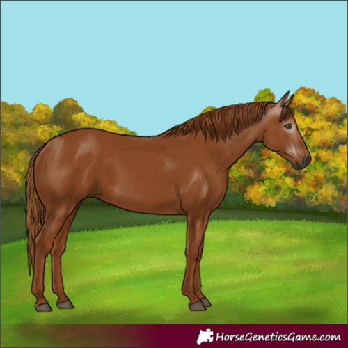 Horse Color:Gray Chestnut 