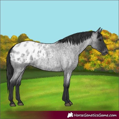 Horse Color:Blue Roan Appaloosa