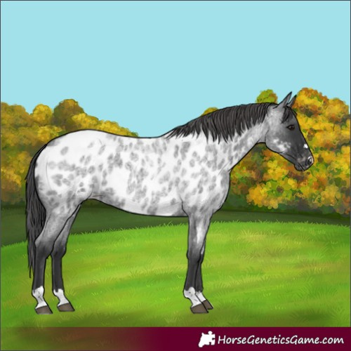 Horse Color:Blue Roan Appaloosa 