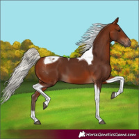 Horse Color:Silver Bay Tobiano