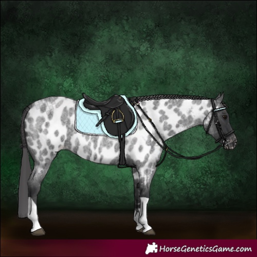Horse Color:Blue Roan Tobiano Appaloosa