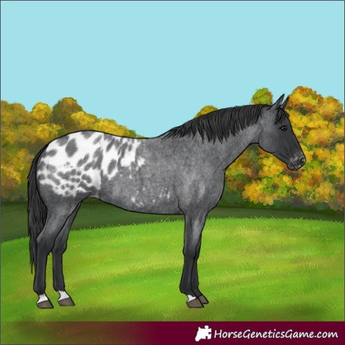 Horse Color:Blue Roan Appaloosa
