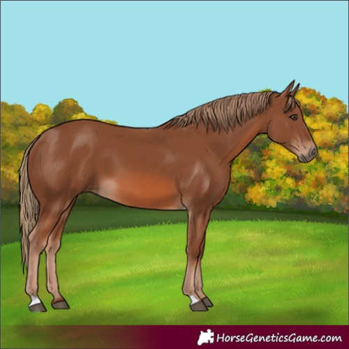 Horse Color:Chestnut 