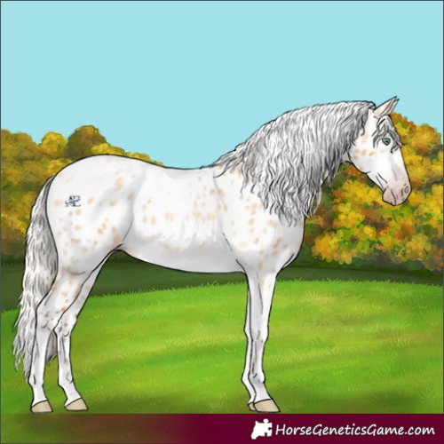 Horse Color:Gray Silver Amber Cream Champagne Roan Dun Splash Tobiano Frame Appaloosa Rabicano 