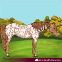Horse Color:Red Roan Appaloosa 