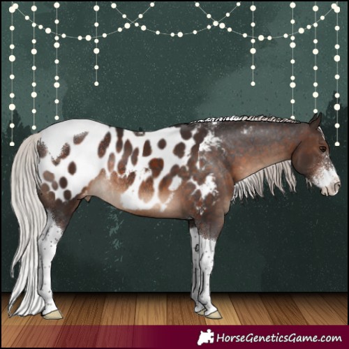 Horse Color:Silver Brown Sabino Tobiano Blanket Rabicano 