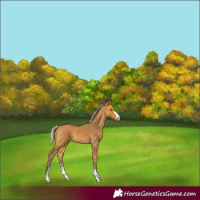 Horse Color:Silver Buckskin 