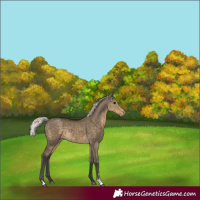 Horse Color:Silver Smoky Grullo Appaloosa 