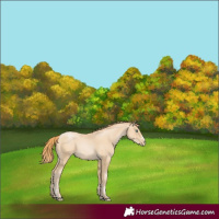 Horse Color:Smoky Black Pearl 