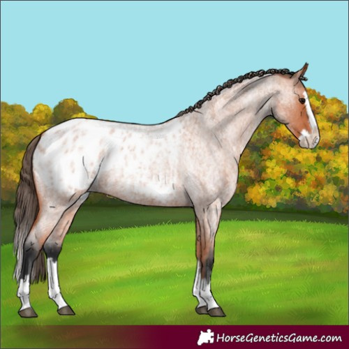 Horse Color:Unknown 