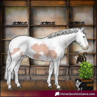 Horse Color:Powder White Silver Black Harlequin Merle Splash Appaloosa 
