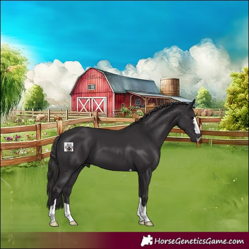 Horse Color:Smoky Black 