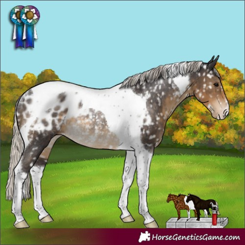 Horse Color:Silver Smoky Black Tobiano Appaloosa Rabicano 