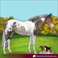 Horse Color:Silver Smoky Black Tobiano Appaloosa Rabicano