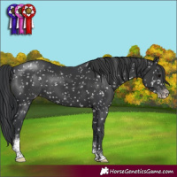 Horse Color:Black Sabino Appaloosa