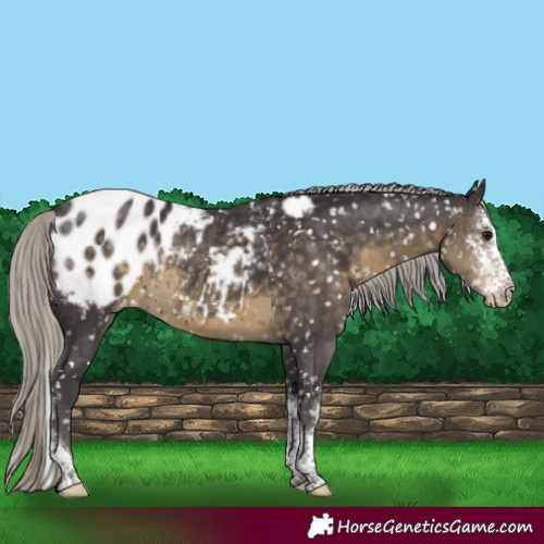 Horse Color:Silver Smoky Black Sabino Tobiano Appaloosa Rabicano 