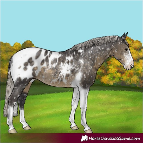 Horse Color:Silver Smoky Black Sabino Tobiano Appaloosa Rabicano 