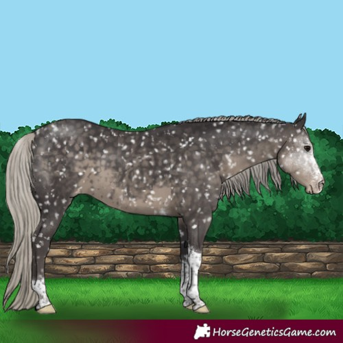 Horse Color:Silver Smoky Black Sabino Tobiano Appaloosa Rabicano 