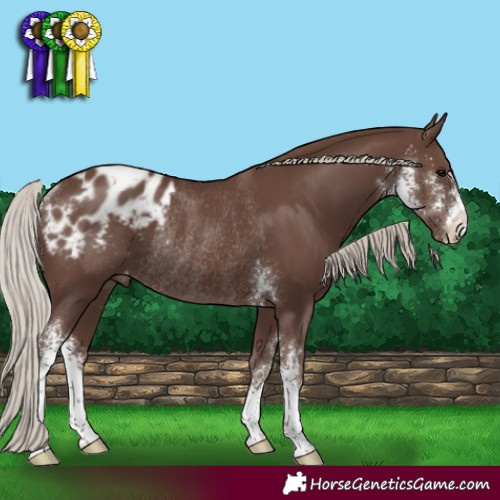 Horse Color:Silver Black Sabino Appaloosa Rabicano 