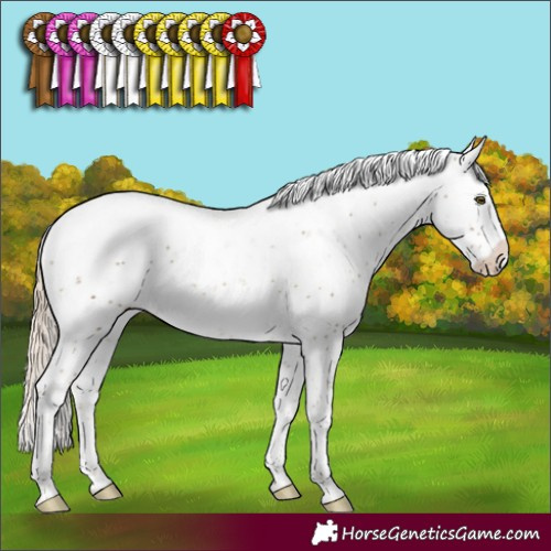 Horse Color:Chocolate Palomino Sabino Appaloosa Rabicano 