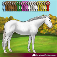 Horse Color:Chocolate Palomino Sabino Appaloosa Rabicano
