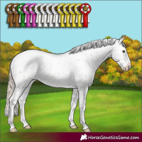 Horse Color:Chocolate Palomino Sabino Appaloosa Rabicano