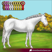 Horse Color:Chocolate Palomino Sabino Appaloosa Rabicano 