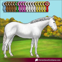 Horse Color:Chocolate Palomino Sabino Appaloosa Rabicano